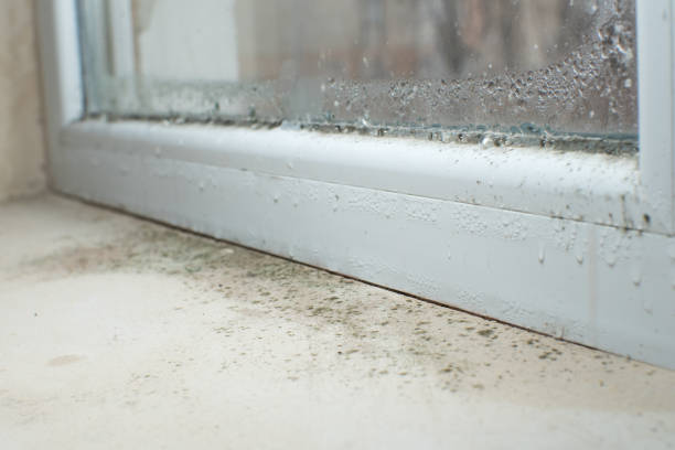 Why You Should Choose Our Mold Remediation Services in Newtown Grant, PA